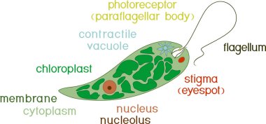 Euglena Ediagram diyagramı. Euglena viridis titlesuglena ile yapısını. Euglena viridis başlıkları ile yapısını