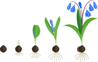 Sibirya squill veya Scilla siberica yaşam döngüsü. Çiçekli bitki yeşil yaprakları, mavi çiçek ve kök beyaz arka plan üzerinde izole sistem için ampul gelen büyüme aşamaları