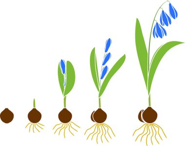 Sibirya squill veya Scilla siberica yaşam döngüsü. Çiçekli bitki yeşil yaprakları, mavi çiçek ve kök beyaz arka plan üzerinde izole sistem için ampul gelen büyüme aşamaları