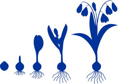 Sibirya squill veya Scilla siberica yaşam döngüsünün silüeti. Çiçekli bitki yaprakları, çiçekleri ve kök beyaz arka plan üzerinde izole sistem için ampul gelen büyüme aşamaları