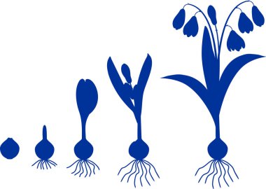 Silhouette of life cycle of Siberian squill or Scilla siberica. Stages of growth from bulb to flowering plant with leaves, flowers and root system isolated on white background clipart