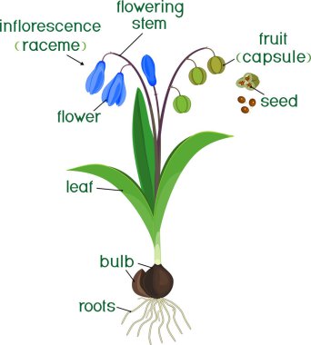 Parts of plant. Morphology of Siberian squill or Scilla siberica plant with green leaves, blue flowers, root system and titles clipart