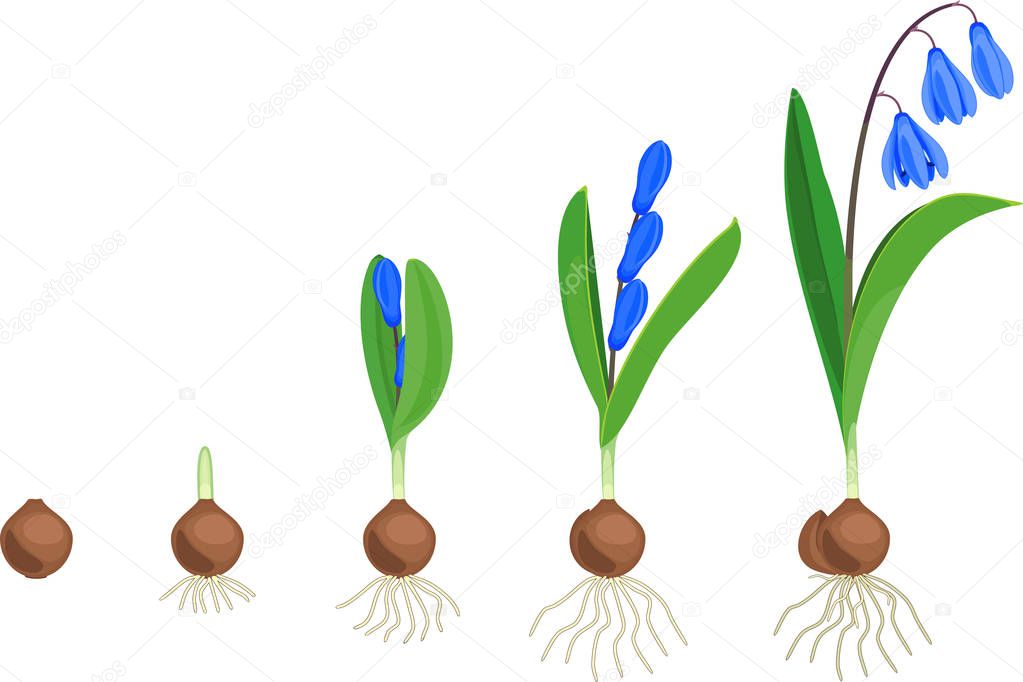 Life cycle of Siberian squill or Scilla siberica. Stages of growth from bulb to flowering plant with green leaves, blue flowers and root system isolated on white background