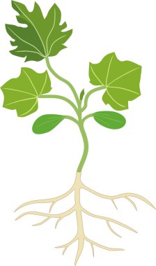 Kök sistemi ve beyaz arka plan üzerinde izole yeşil yaprakları ile kabak fide genel görünümü