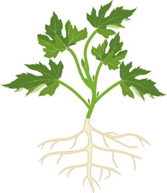 Yeşil yaprakve kök sistemi ile kabak bitkigenel görünümü