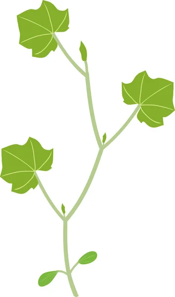 Yeşil Yapraklı Kabak Filizi Genel Görünümü — Stok Vektör