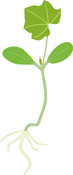 Gesamtansicht Der Sämlinge Von Zucchini Mit Wurzelsystem Und Grünen Blättern — Stockvektor