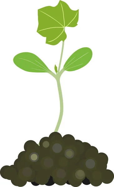 Allgemeine Ansicht Von Zucchini Sprossen Mit Grünen Blättern Und Erde — Stockvektor