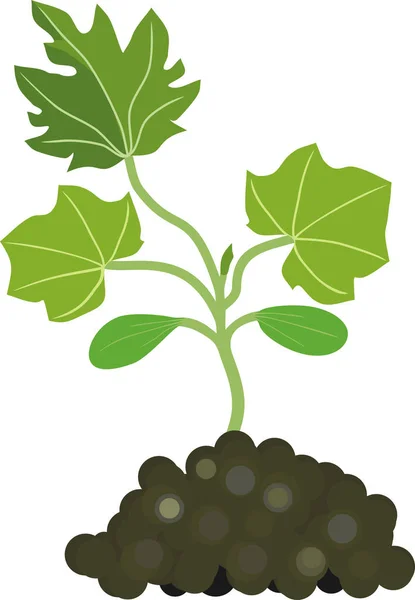 用绿叶和土壤的西葫芦芽的一般视图 — 图库矢量图片