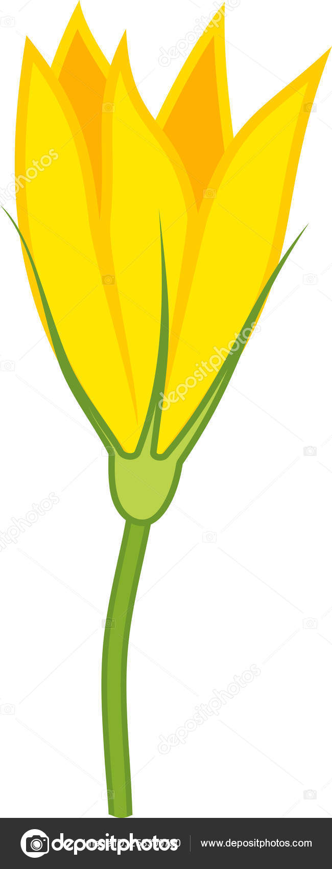 Yellow Male Pumpkin Flower Isolated White Background Vector Image By C Mariaflaya Vector Stock 253300790