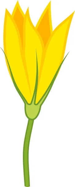 Bunga Labu Laki Laki Kuning Diisolasi Pada Latar Belakang Putih - Stok Vektor
