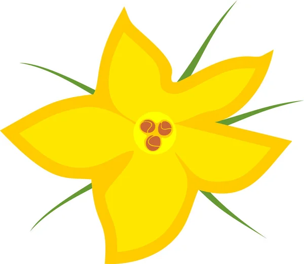 Fleur Citrouille Mâle Jaune Isolée Sur Fond Blanc — Image vectorielle