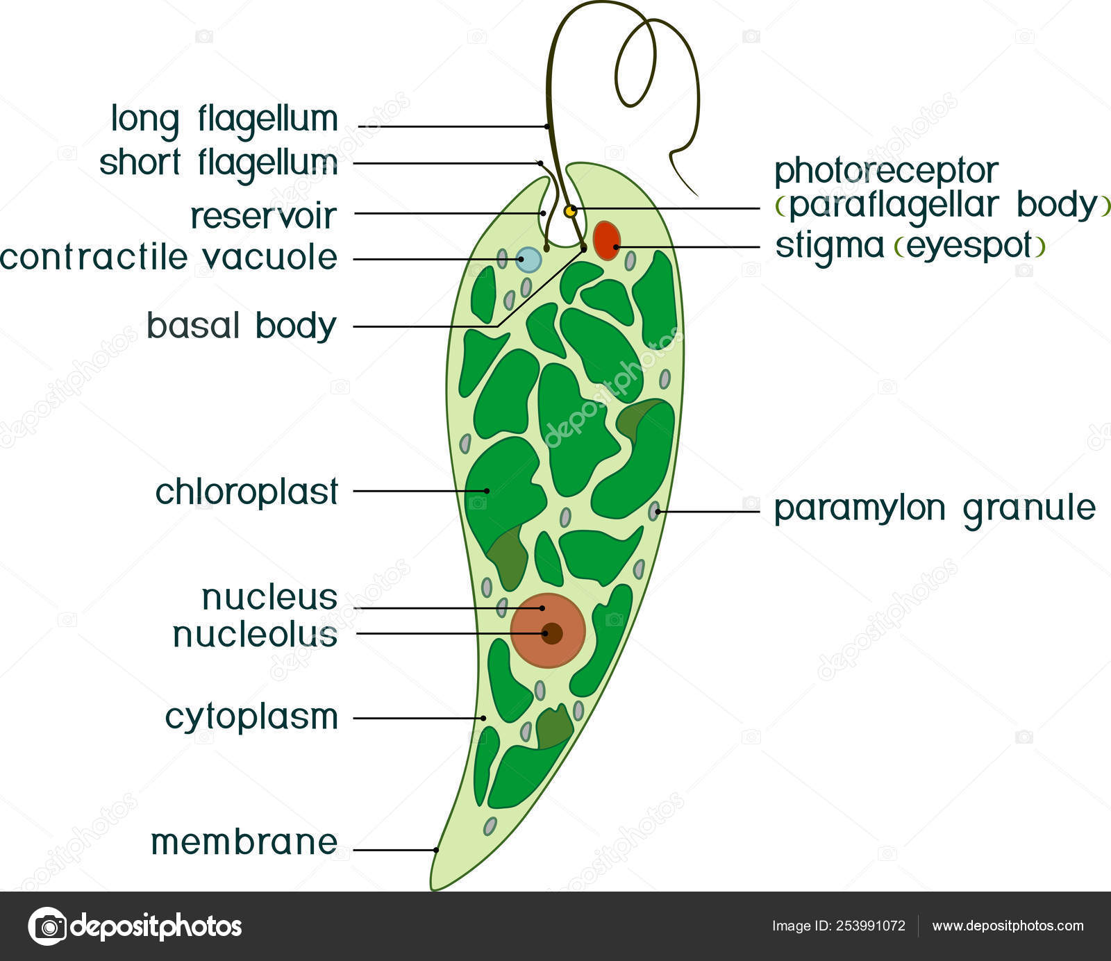 Diagram Euglena Structure Euglena Viridis Titles Stock ...