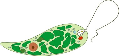 Euglena viridis'in yapısı