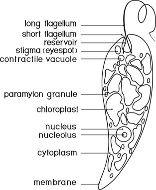 Başlıklar ile Euglena viridis yapısı ile boyama sayfası