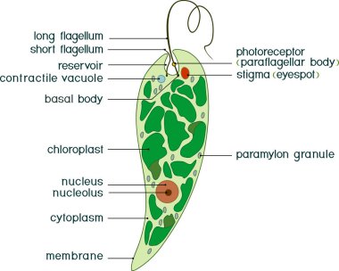 Euglena diyagramı. Başlıklar ile Euglena viridis yapısı