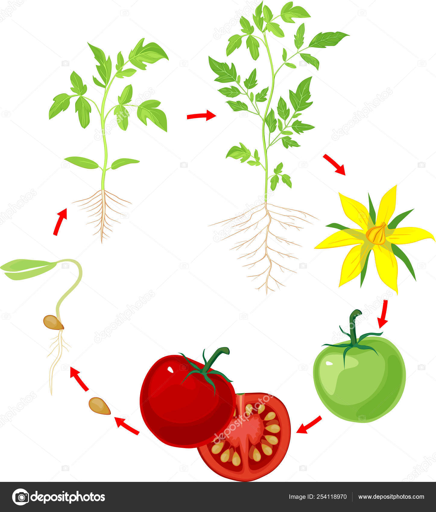 Life Cycle Tomato Plant Stages Growth Seed Sprout Adult ...