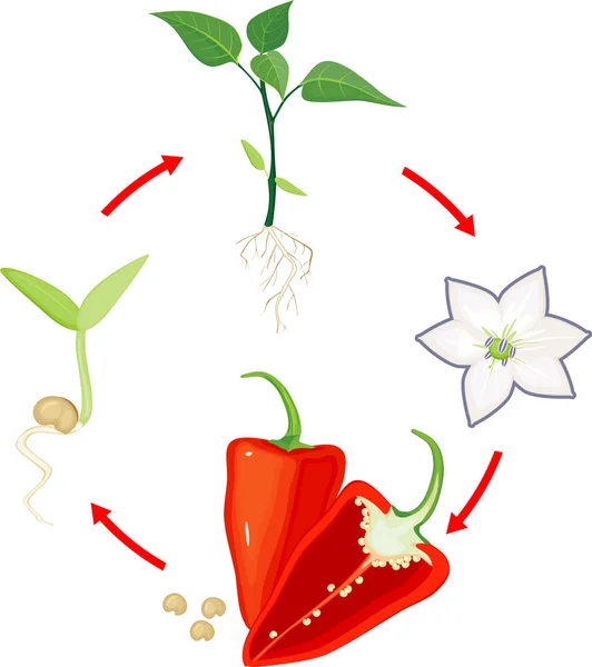 コショウ植物のライフサイクル 種子や芽から成虫植物への成長の段階と白い背景に分離された熟した赤い果実 — ストックベクタ