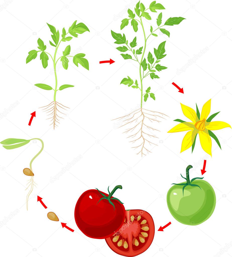 Life Cycle Tomato Plant Stages Growth Seed Sprout Adult Plant — Stock