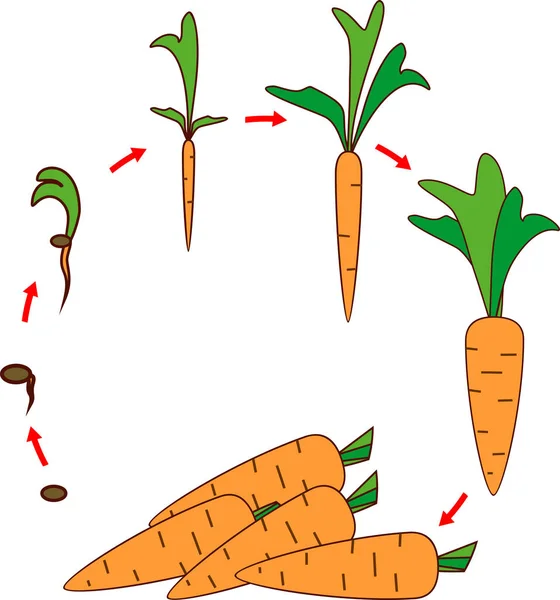 Életciklusa Sárgarépa Növény Szakaszai Növekedés Vetőmag Kihajt Betakarítás Elszigetelt Fehér — Stock Vector