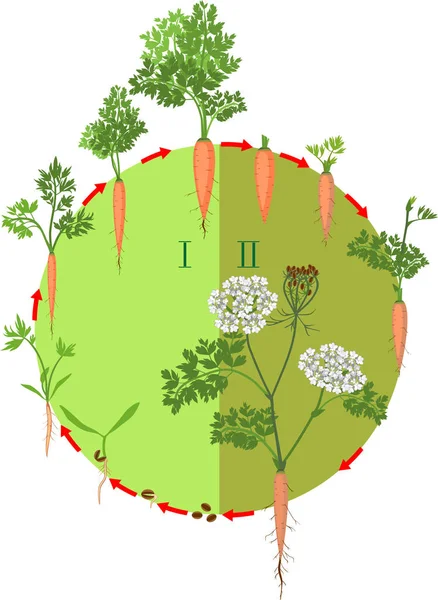 Двухлетний Жизненный Цикл Развития Моркови Посадки Семян Цветения Растений Стадии — стоковый вектор