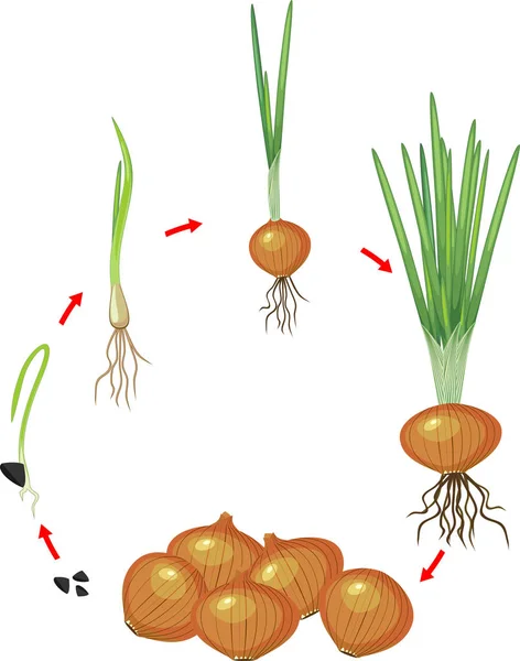 Ciclo Vita Della Pianta Cipolla Fasi Crescita Seme Germoglio Raccolto — Vettoriale Stock