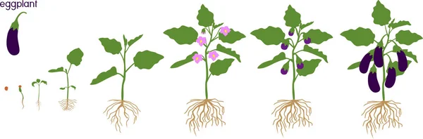 Cycle Vie Aubergine Avec Système Racinaire Stades Croissance Ensemencement Floraison — Image vectorielle