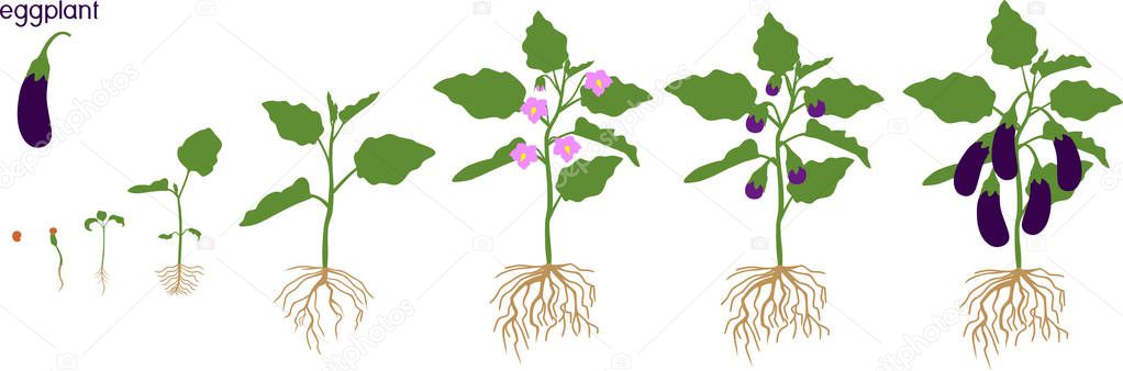 Life cycle of eggplant with root system. Growth stages from seeding to flowering and fruit-bearing aubergine plant