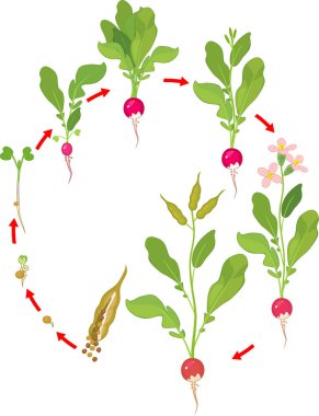 Life cycle of radish plant. Stages of radish growth from seed and sprout to flowering and fruit-bearing plant clipart