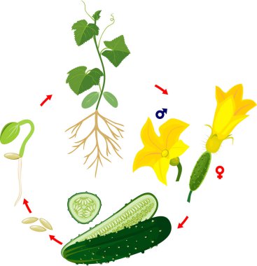 Life cycle of cucumber plant. Stages of growth from seed and sprout to adult plant and green cucumber fruit isolated on white background clipart