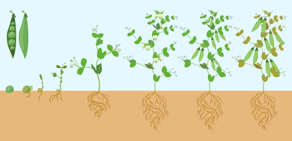 根系を持つエンドウマメ植物のライフ サイクル 果物と大人のプラントに種子や新芽からエンドウ豆の成長の段階 — ストックベクタ