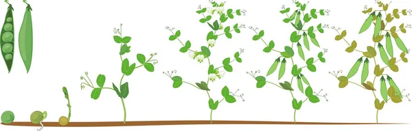 Ciclo Vida Planta Ervilha Estágios Crescimento Ervilhas Sementes Brotos Para — Vetor de Stock