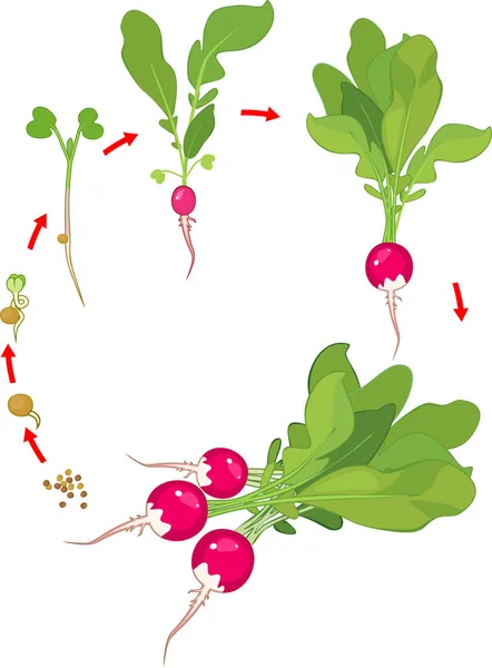 Життєвий Цикл Редьки Рослини Етапи Росту Редьки Від Насіння Паростка — стоковий вектор