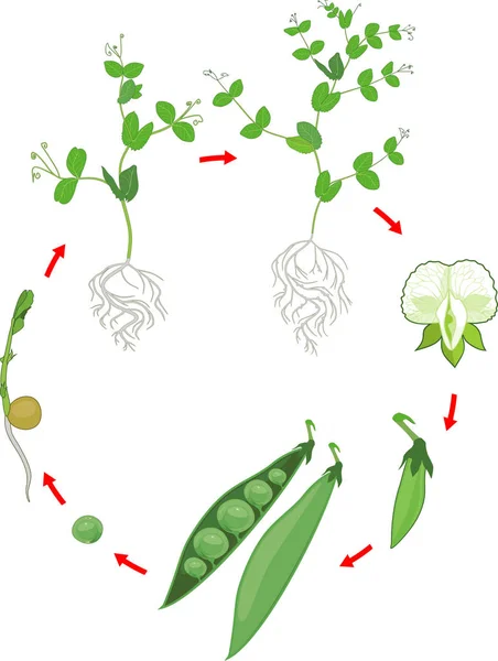 Life cycle of pea plant with root system. Stages of pea growth from seed and sprout to adult plant with fruits — Stock Illustration Life Cycle Pea Plant Root System Stages Pea Growth Seed Stock Vector