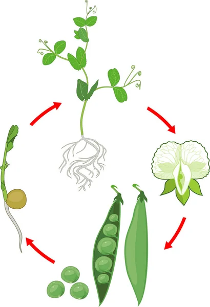 Life cycle of pea plant with root system. Stages of pea growth from seed and sprout to adult plant with fruits — Stock Illustration Life Cycle Pea Plant Root System Stages Pea Growth Seed Stock Illustration