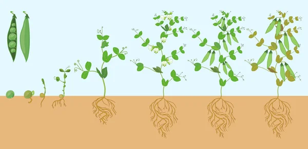 Life cycle of pea plant with root system. Stages of pea growth from seed and sprout to adult plant with fruits — Stock Illustration Life Cycle Pea Plant Root System Stages Pea Growth Seed Stock Illustration