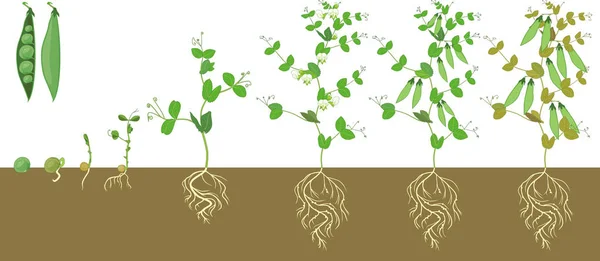 Life cycle of pea plant with root system. Stages of pea growth from seed and sprout to adult plant with fruits — Stock Illustration Life Cycle Pea Plant Root System Stages Pea Growth Seed Vector Graphics