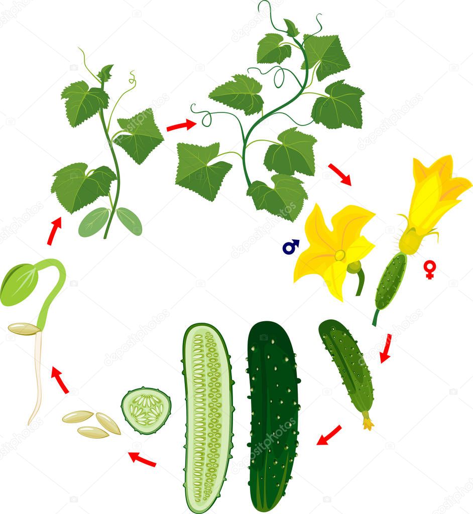Life cycle of cucumber plant. Stages of growth from seed and sprout to adult plant and green cucumber fruit isolated on white background