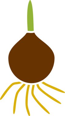 Kökleri ve beyaz arka plan üzerinde izole yeşil filiz ile Çiçek soğanı