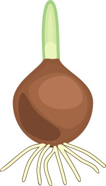 Kökleri ve beyaz arka plan üzerinde izole yeşil filiz ile Çiçek soğanı