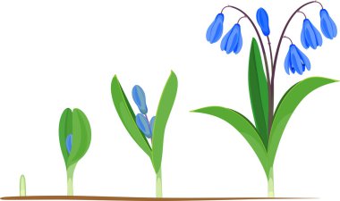 Sibirya squill veya Scilla siberica yaşam döngüsü. Yeşil filizden yeşil yapraklar ve mavi çiçeklerle çiçekli bitkiye büyüme aşamaları