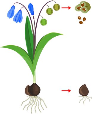 Beyaz arka plan üzerinde izole Sibirya squill veya Scilla siberica bitki nin bitkisel ve generatif üreme şeması
