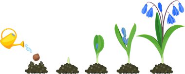 Sibirya squill veya Scilla siberica yaşam döngüsü. Yeşil yaprakları ve mavi çiçekleri ile çiçekli bitki ekim ampul büyüme aşamaları