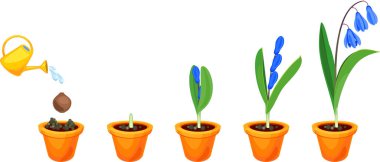 Sibirya squill veya Scilla siberica yaşam döngüsü. Yeşil yaprakları ve mavi çiçekleri ile çiçekli bitki ekim ampul büyüme aşamaları