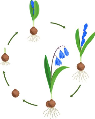 Sibirya squill veya Scilla siberica yaşam döngüsü. Çiçekli bitki yeşil yaprakları, mavi çiçek ve kök beyaz arka plan üzerinde izole sistem için ampul gelen büyüme aşamaları