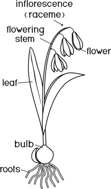 bitki parçaları ile boyama sayfası. Sibirya squill veya Scilla sibirya sibirya bitki morfolojisi yaprakları, çiçekleri, kök sistemi ve başlıkları ile