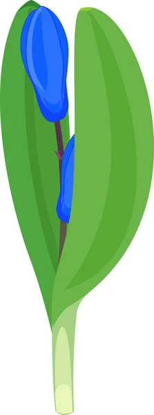 Паросток Сибірського Склуха Або Шилла Зільберника Зеленими Листям Блакитними Квітами — стоковий вектор
