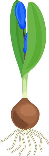 Sprout Syberyjskiego Cebulica Lub Scilla Siberica Niebieskimi Kwiatami Zielone Liście — Wektor stockowy
