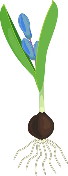 Сибирский Сквиль Сиберика Голубыми Цветами Зелеными Листьями Луковицей Изолированы Белом — стоковый вектор