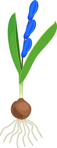 西伯利亚喷索或西贝里卡与蓝色的花朵 绿叶和灯泡隔离在白色背景 — 图库矢量图片
